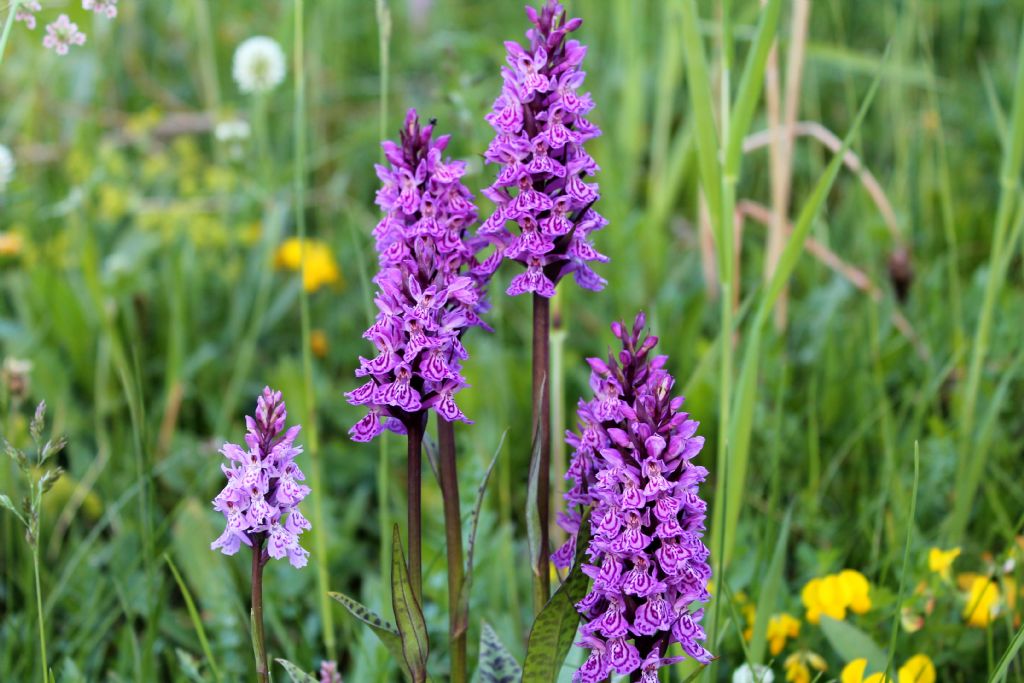 Dactylorhiza.....2